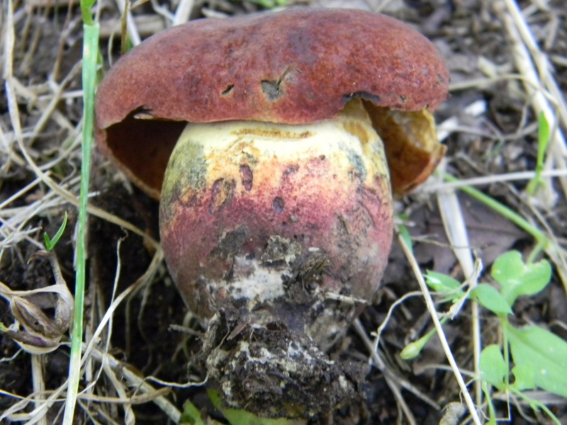 9) Fotogr. 1.08.2014.sotto Quercia