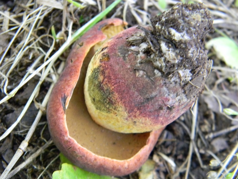 9) Fotogr. 1.08.2014.sotto Quercia