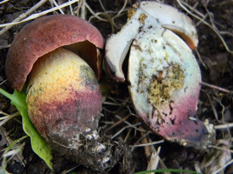 9) Fotogr. 1.08.2014.sotto Quercia