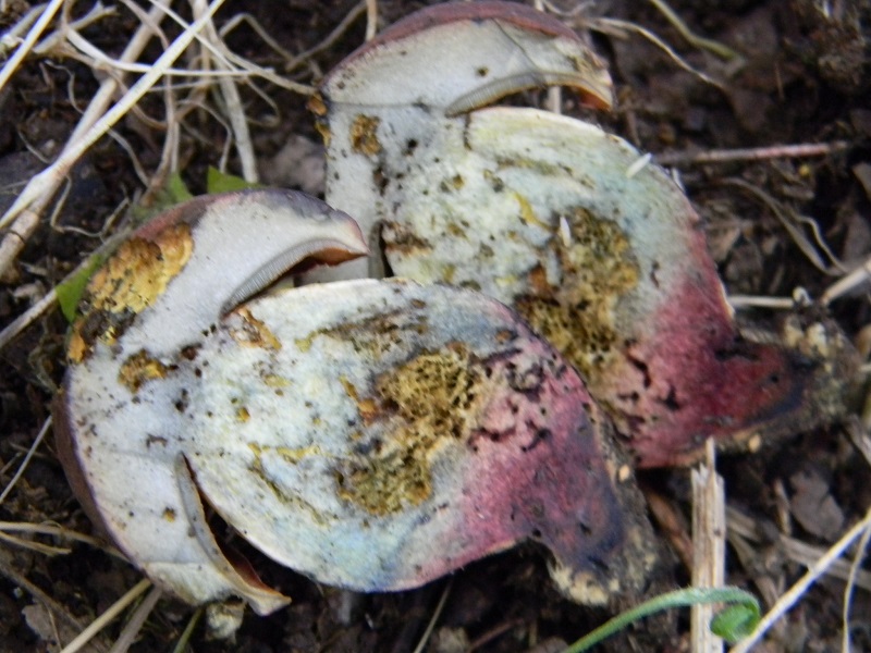 9) Fotogr. 1.08.2014.sotto Quercia