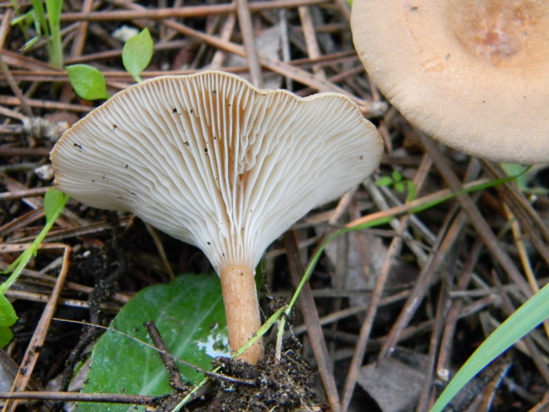 12) Fotogr. il 9.11.2012. sotto pineta marina con Leccio