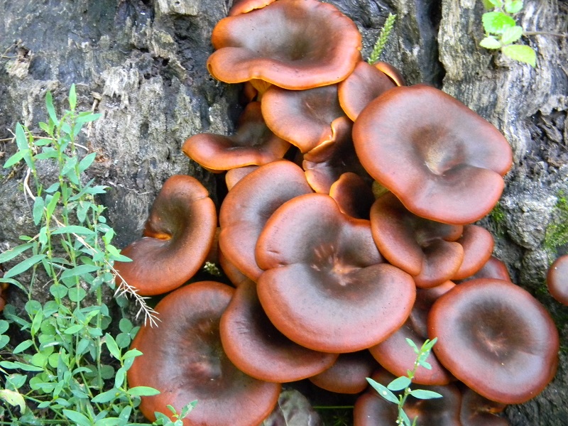 4) Fotogr. 1.08.2014.sotto Quercia