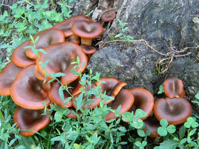 4) Fotogr. 1.08.2014.sotto Quercia