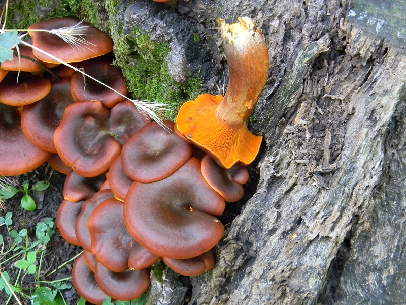 4) Fotogr. 1.08.2014.sotto Quercia