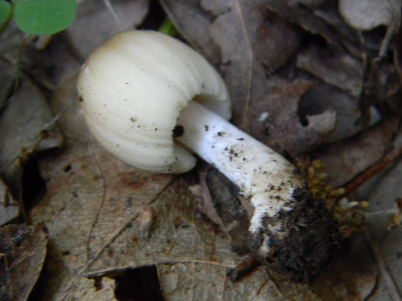 1)Fotogr.il 6.05.2011.sotto Quercia