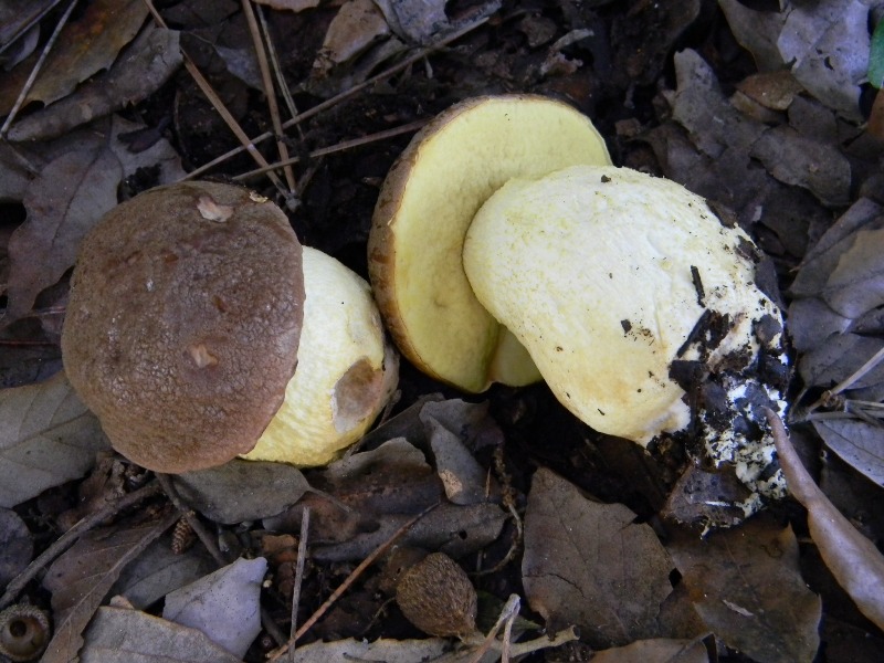 25) Fotogr. il 9.11.2012. sotto pineta marina con Leccio