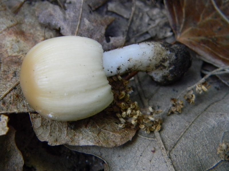 1)Fotogr.il 6.05.2011.sotto Quercia
