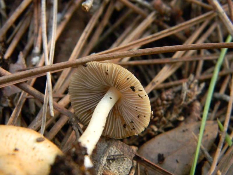 26) Fotogr. il 9.11.2012. sotto pineta marina con Leccio