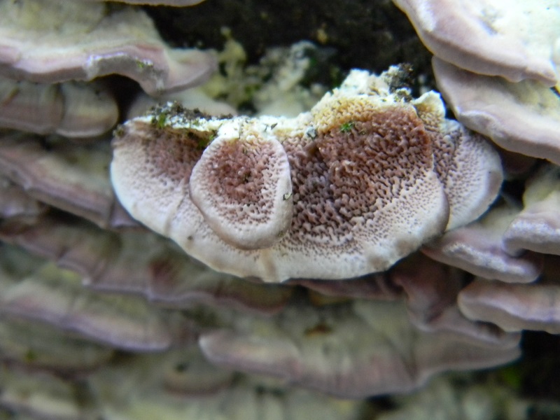 3) Fotogr.1.08.2014.sotto Quercia