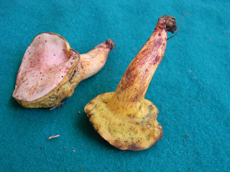 8) Fotogr.1.08.2014. sotto Quercia