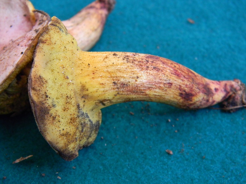 8) Fotogr.1.08.2014. sotto Quercia