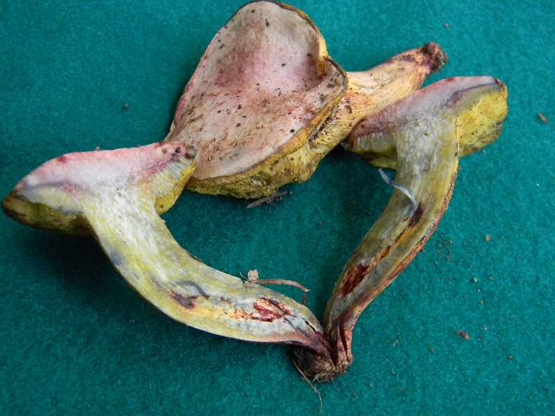 8) Fotogr.1.08.2014. sotto Quercia