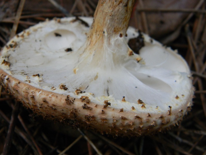 18) Fotogr il 9.11.2012. sotto Pineta marina con Leccio