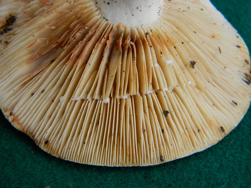 7) Fotogr.1.08.2014.sotto Quercia