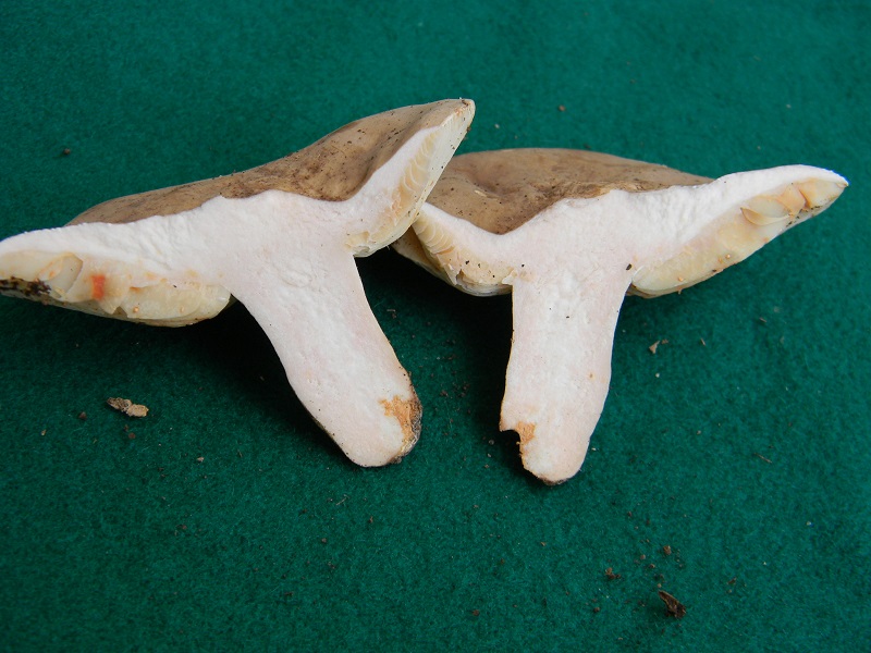 7) Fotogr.1.08.2014.sotto Quercia