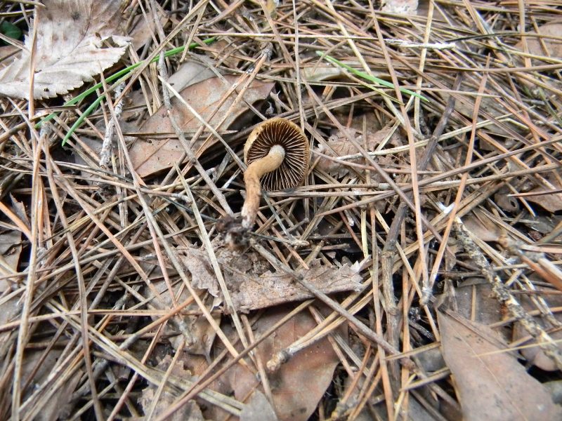 28) Fotogr. il 9.11.2012. sotto pineta marina con Leccio