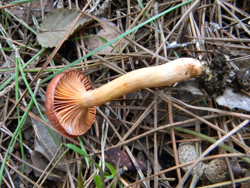 27) Fotogr. il 9.11.2012. sotto pineta marina con Leccio