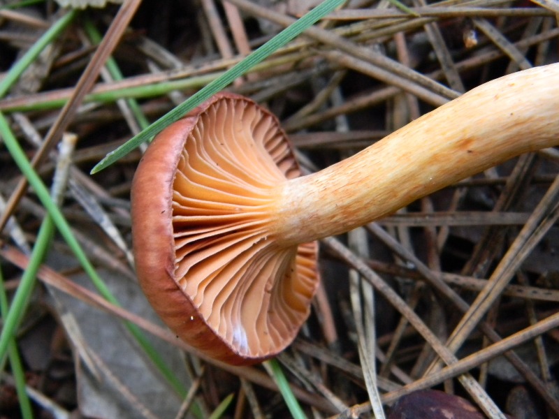 27) Fotogr. il 9.11.2012. sotto pineta marina con Leccio