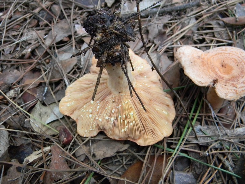 17) Fotogr. il 9.11.2012. sotto pineta marina con Leccio