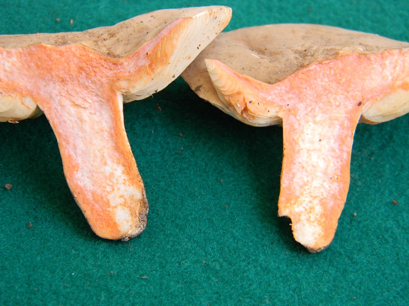 7) Fotogr.1.08.2014.sotto Quercia