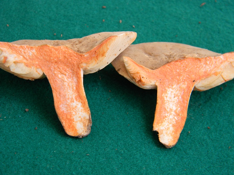 7) Fotogr.1.08.2014.sotto Quercia