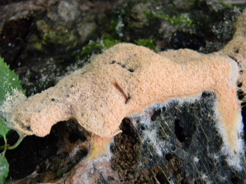 2) Fotogr.il 2.08.2014. sotto Quercia