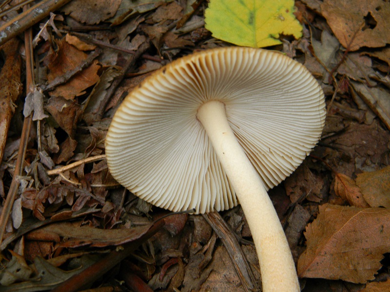 3) Fotogr.il 2.08.2014. sotto Quercia