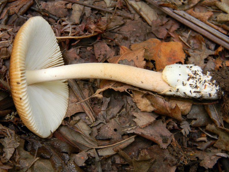 3) Fotogr.il 2.08.2014. sotto Quercia