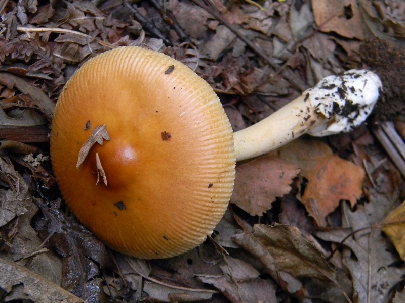 3) Fotogr.il 2.08.2014. sotto Quercia