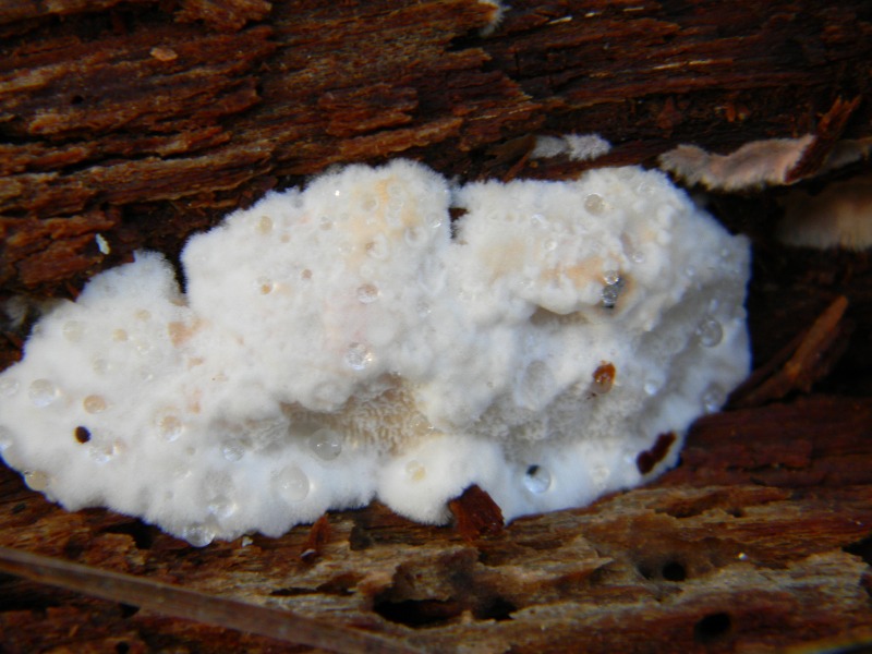 14) Fotogr. il 9.11.2012. sotto pineta marina con Leccio