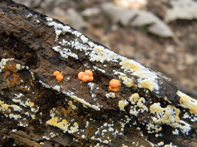 5) Fotogr.il 2.08.2014. sotto Quercia