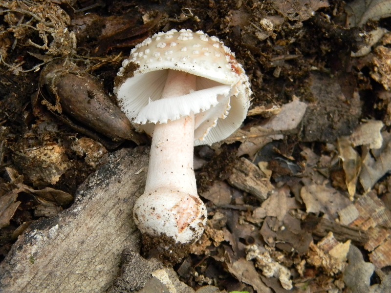 4) Fotogr. il 2.08.2014.sotto Quercia