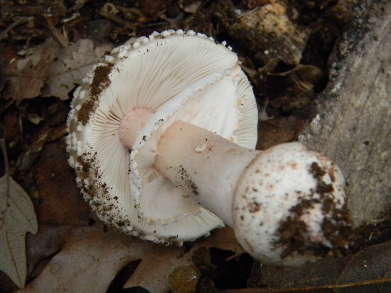 4) Fotogr. il 2.08.2014.sotto Quercia