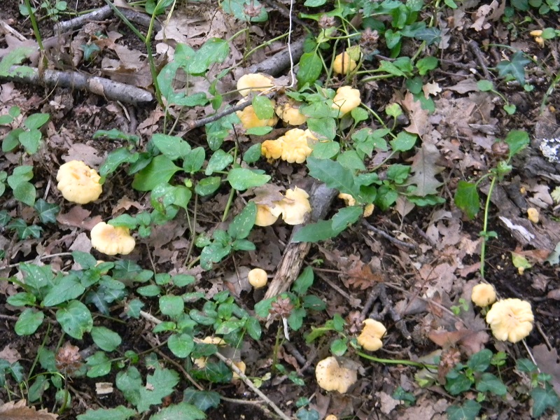 6) Fotogr. il 2.08.2014. sotto Quercia