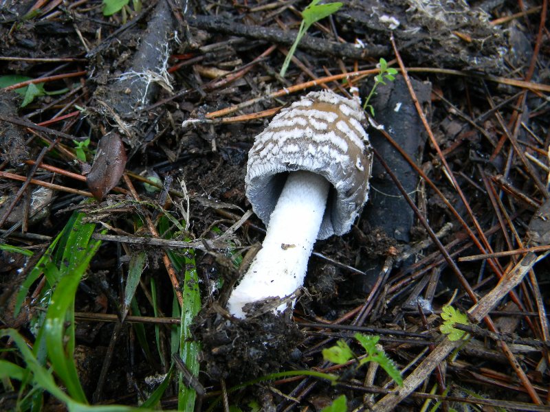 29) Fotogr. il 9.11.2012. sotto pineta marina con Leccio