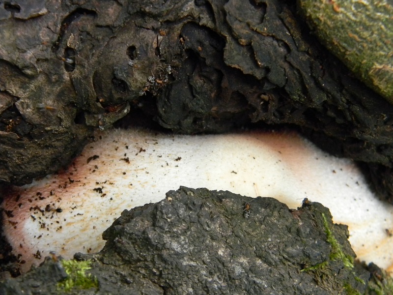 7) Fotogr. il 2.08.2014. sotto Quercia