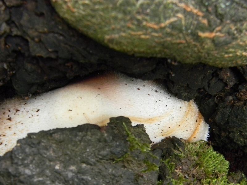 7) Fotogr. il 2.08.2014. sotto Quercia