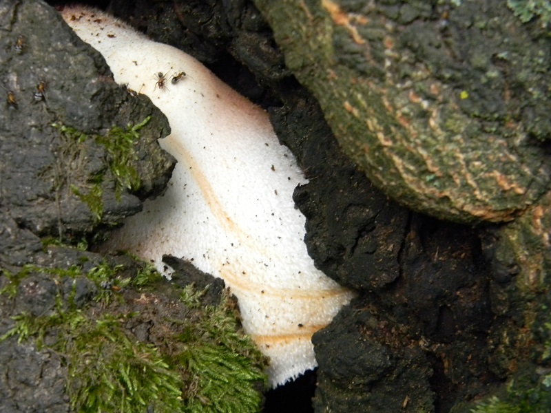 7) Fotogr. il 2.08.2014. sotto Quercia