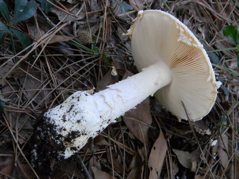 31) Fotogr. il 9.11.2012. sotto pineta marinacon Leccio