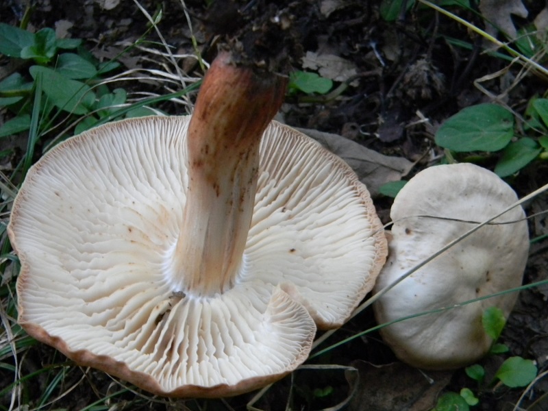 9) Fotogr. il 5.08.2014.sotto Quercia