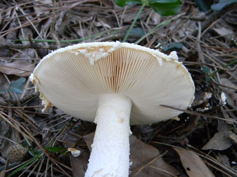 31) Fotogr. il 9.11.2012. sotto pineta marinacon Leccio