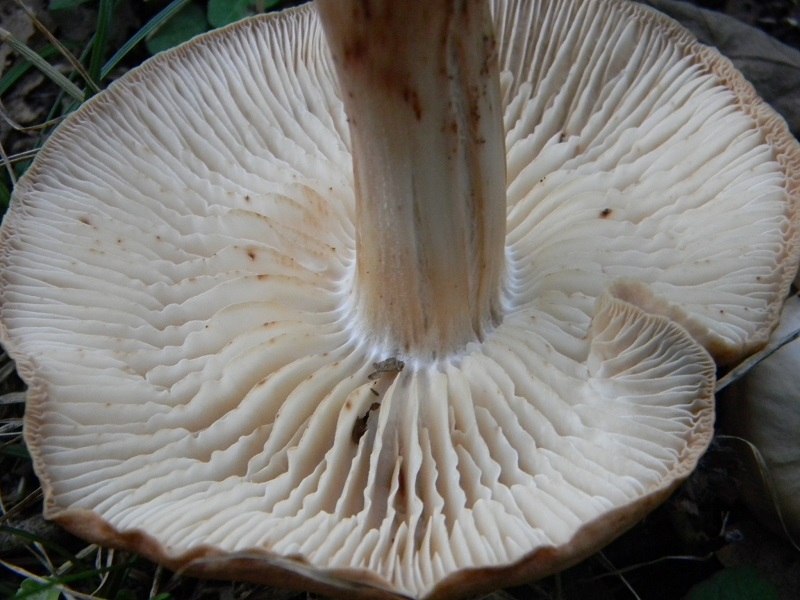 9) Fotogr. il 5.08.2014.sotto Quercia