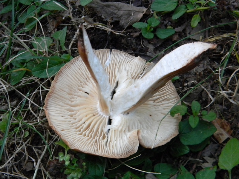 9) Fotogr. il 5.08.2014.sotto Quercia