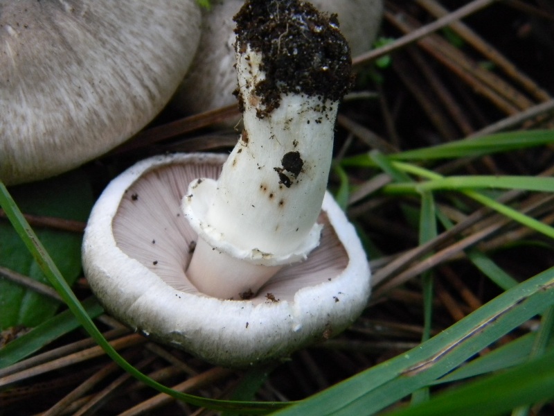 35) Fotogr. il 9.11.2012. sotto pineta marina con Leccio