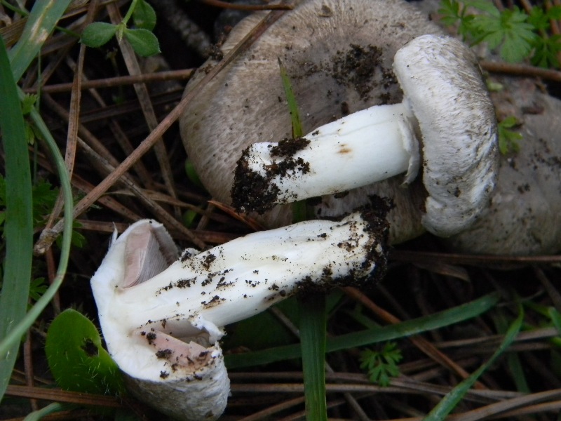 35) Fotogr. il 9.11.2012. sotto pineta marina con Leccio