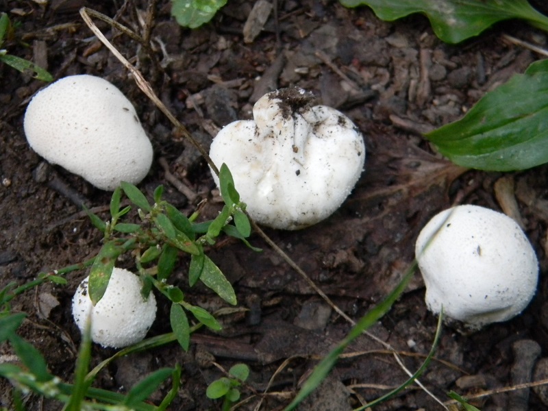 10) Fotogr. il 5.08.2014.sotto Quercia