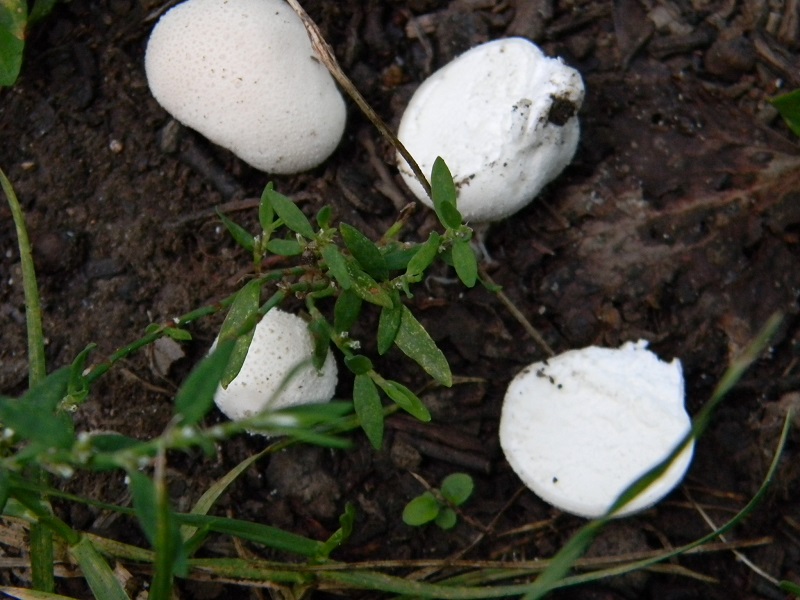 10) Fotogr. il 5.08.2014.sotto Quercia