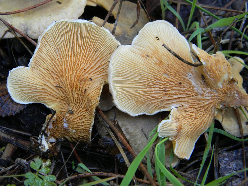 32) Fotogr.il pineta marina conLeccio9.11.2012. sotto