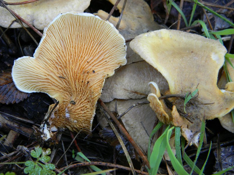 32) Fotogr.il pineta marina conLeccio9.11.2012. sotto