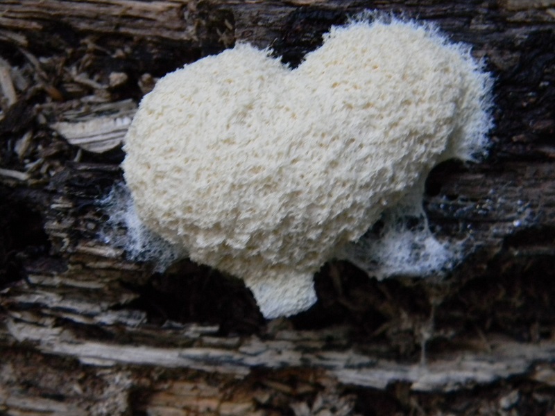 1) Fotogr. il 5.08.2014.sotto Quercia